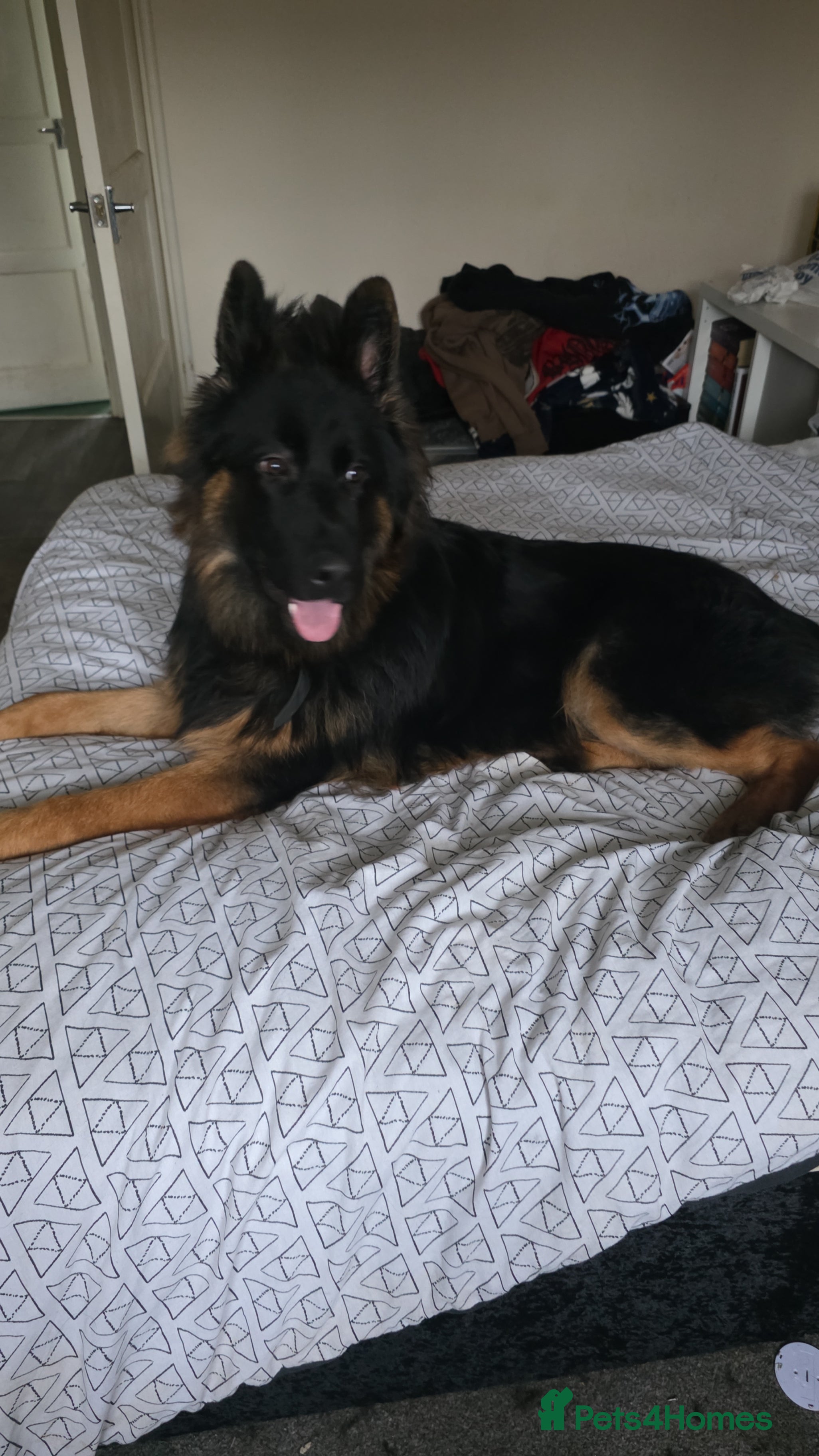 German Shepherd dogs REHOMING NEEDED - Advert 2