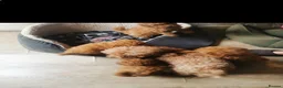 Toy Poodle dogs for sale: HIGH QUALITY RED KC REGISTERED TOY POODLEs - Advert 8