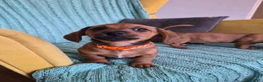 Jackshund 2