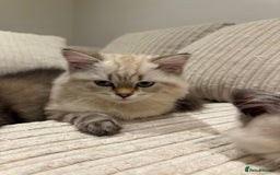 British Longhair cats for sale: British long hair  - Image 11