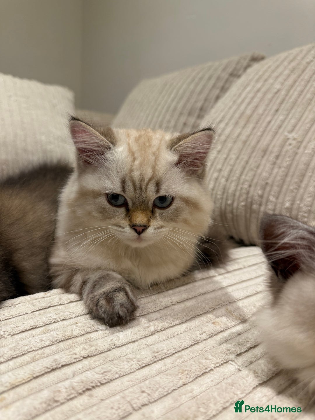 British Longhair cats for sale: British long hair  - Image 11