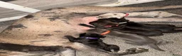 Cane Corso dogs for sale: chunky cane corso puppies  - Advert 22