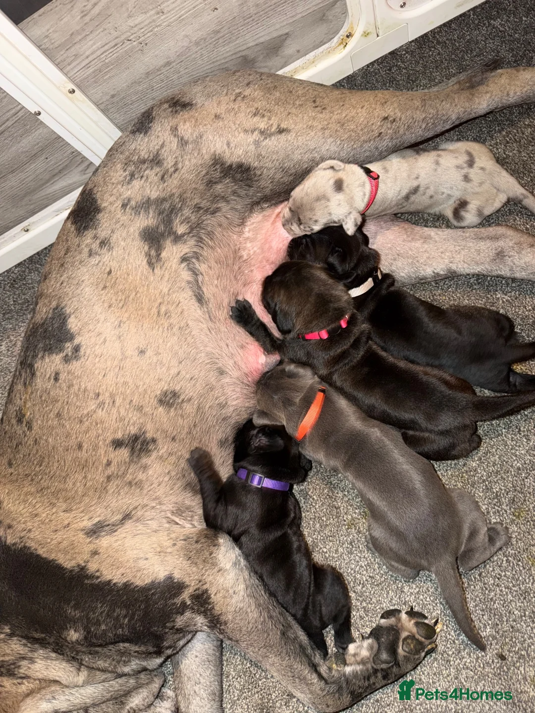 Cane Corso dogs for sale: chunky cane corso puppies  - Advert 22