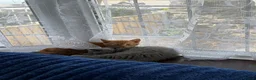 British Shorthair cats for sale: two beautiful kittens for sale in Nottingham - Advert 9