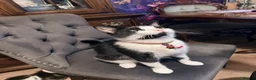 Mixed Breed cats for sale: 4 lovely kittens looking for loving & caring home in Luton - Advert 24