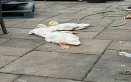 Ducks poultry for sale: 4 Cherry valley ducks for sale  - Image 4