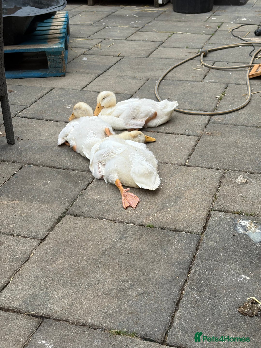 Ducks poultry for sale: 4 Cherry valley ducks for sale  - Image 4