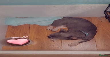 French Bulldog dogs - Advert 8