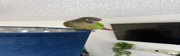 Conures birds for sale: Green cheek conure for sale in Cardiff - Advert 3