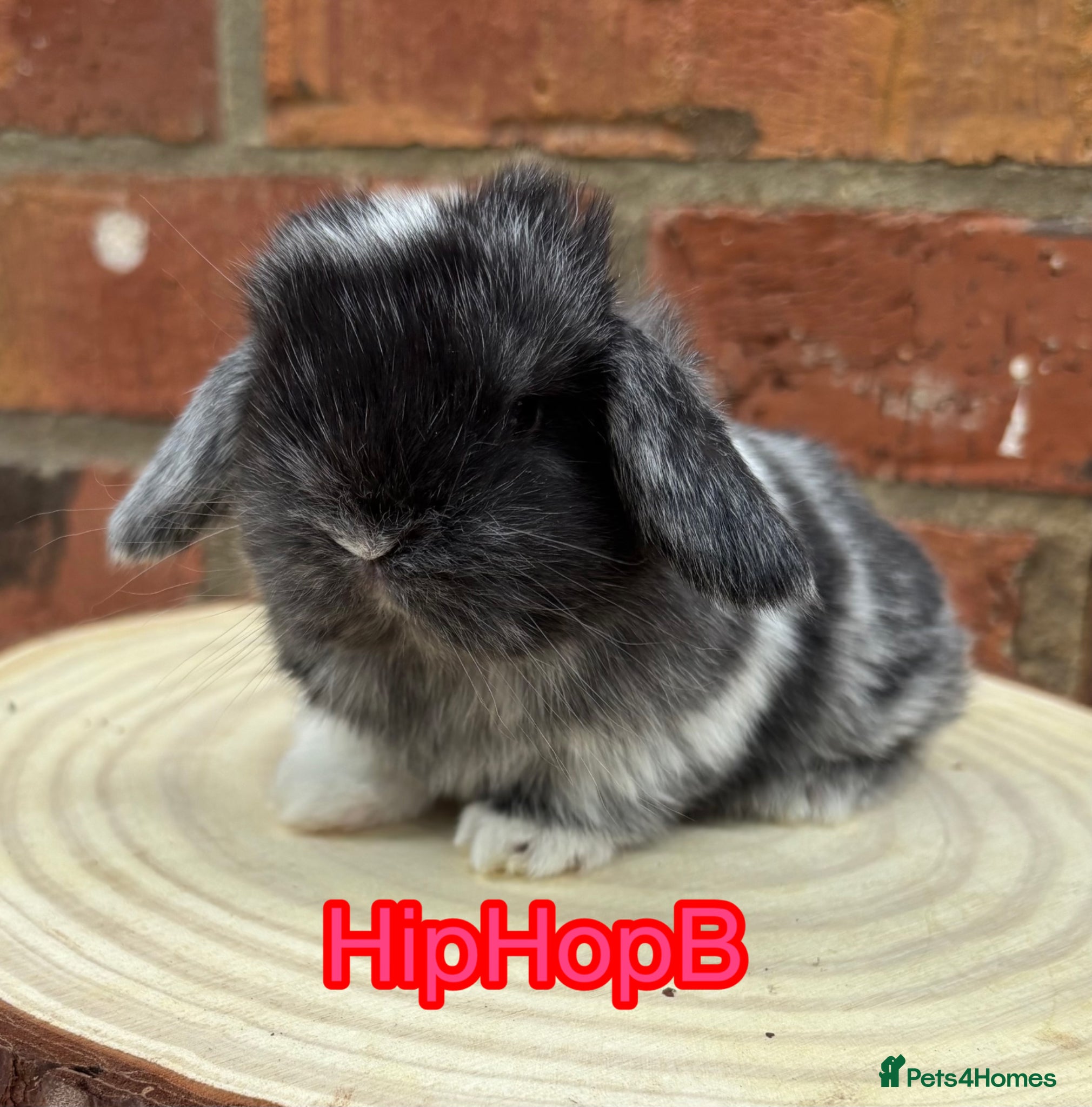 Mini Lop rabbits Pure bred pedigreed mini lops  - Advert 18