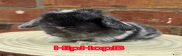 Mini Lop rabbits for sale: Pure bred pedigreed mini lops  in Leeds - Advert 1