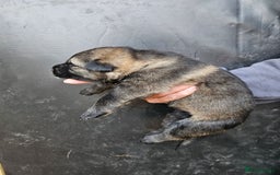 German Shepherd dogs for sale: German Shepherd Puppies - Image 3