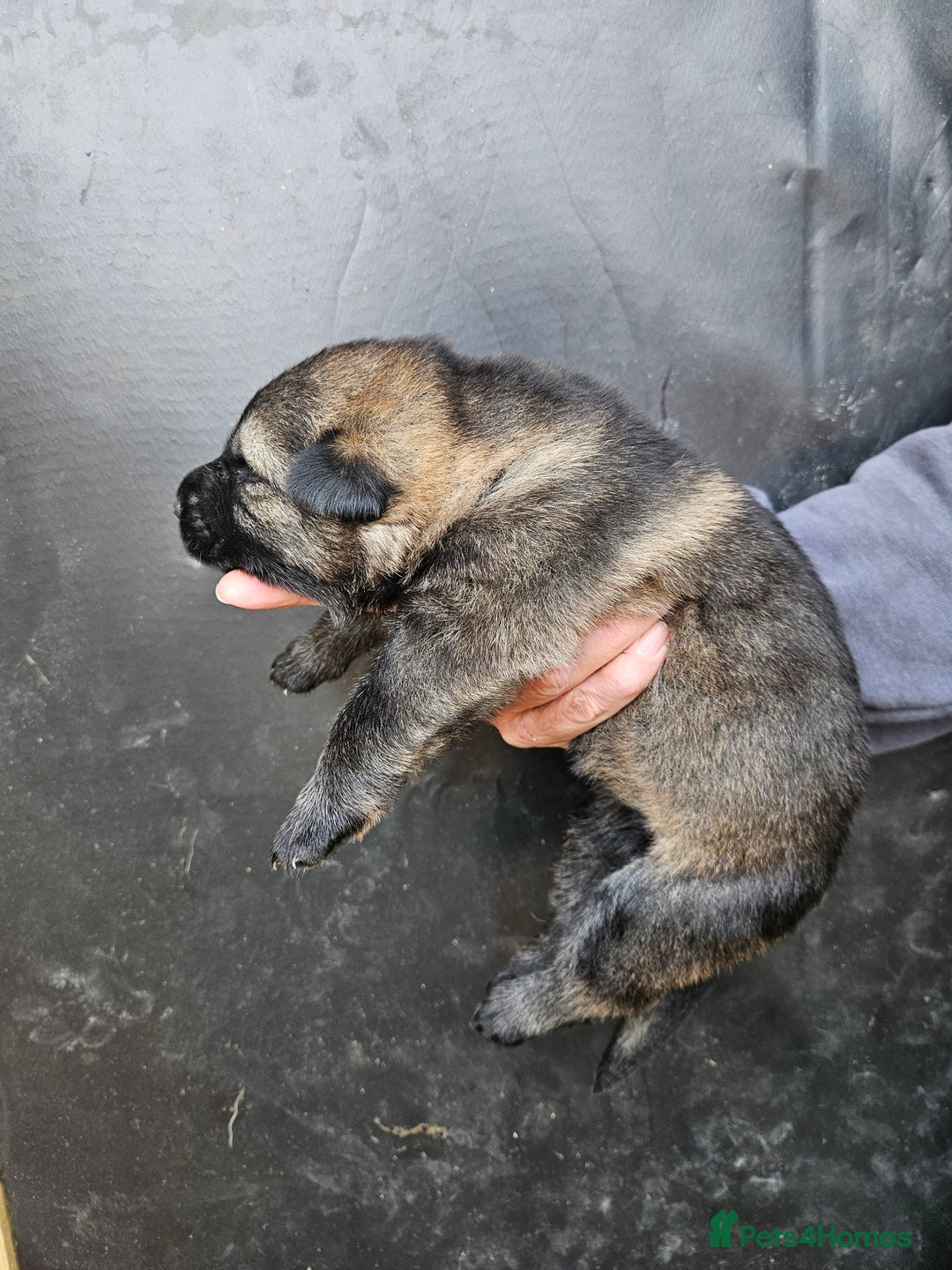 German Shepherd dogs for sale: German Shepherd Puppies - Image 3