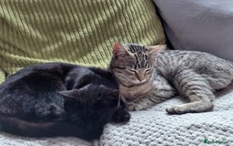 Domestic Shorthair cats for sale: 4 kittens for sale - Image 2
