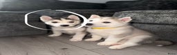 Siberian Husky dogs for sale: READY TO GO 2 male huskies for sale - Advert 16