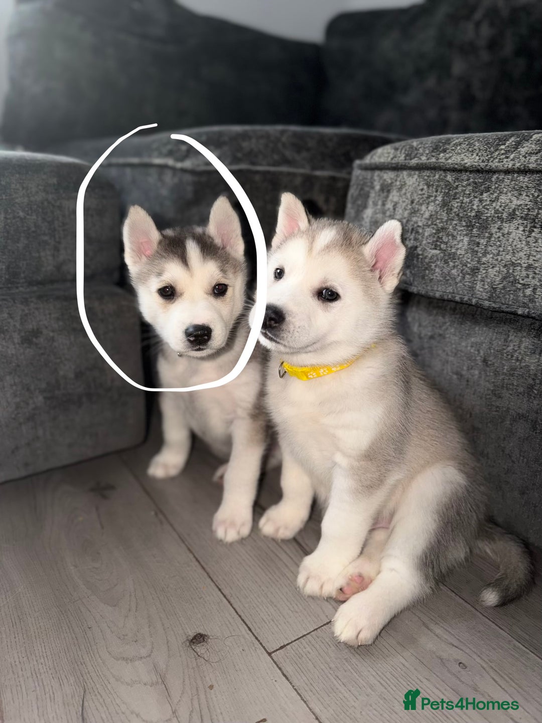 Siberian Husky dogs for sale: READY TO GO 2 male huskies for sale - Advert 16