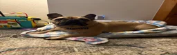 French Bulldog dogs for sale: Ollie - French Bulldog - Advert 1