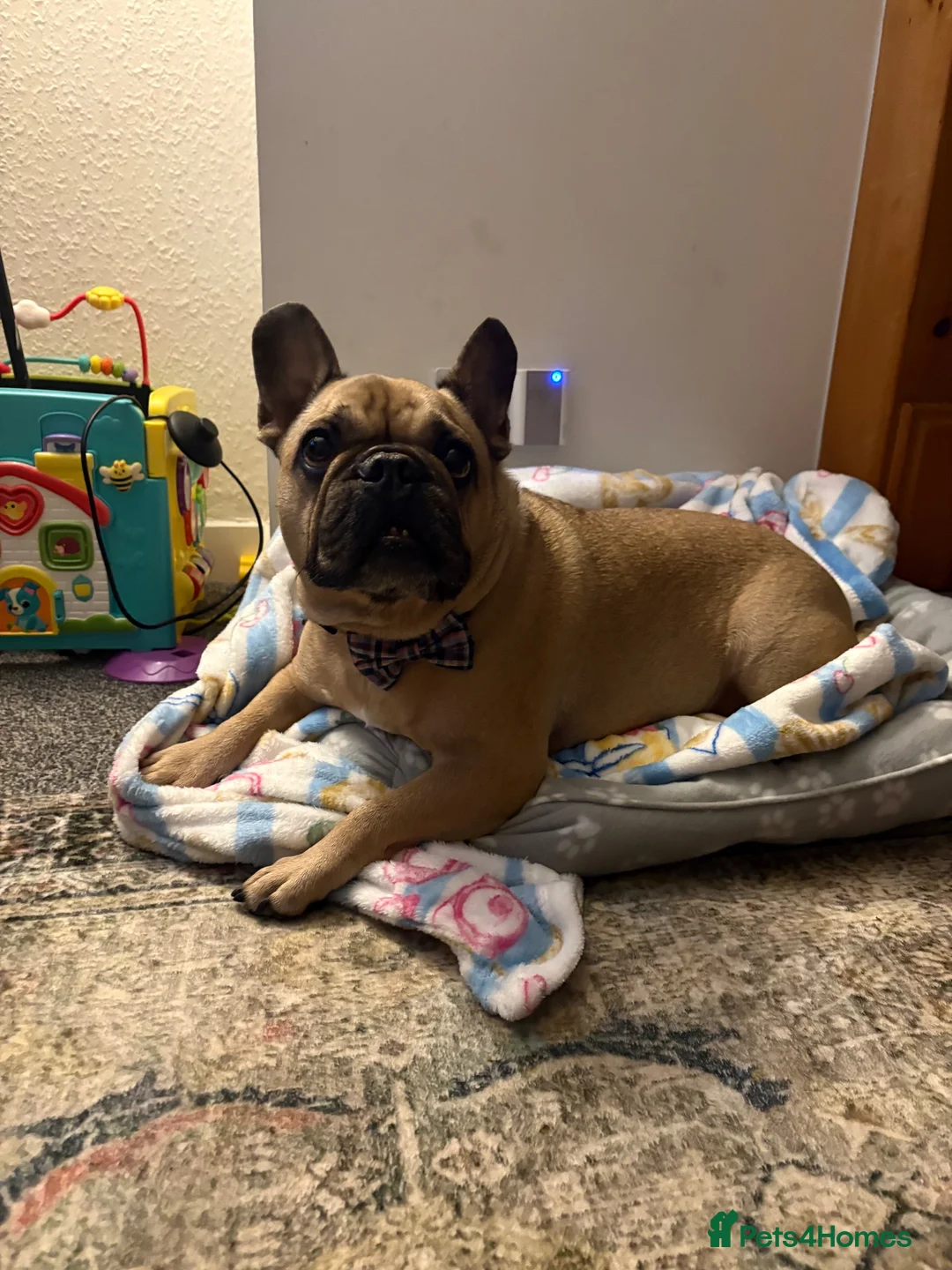 French Bulldog dogs for sale: Ollie - French Bulldog - Advert 1