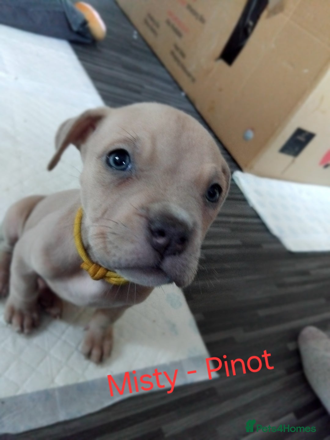 Mixed Breed dogs for sale: Staffordshire bull terrier X puppies - Advert 7