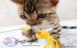 Bengal cats for sale: Champion line Superb Bengal Kittens  - Image 17