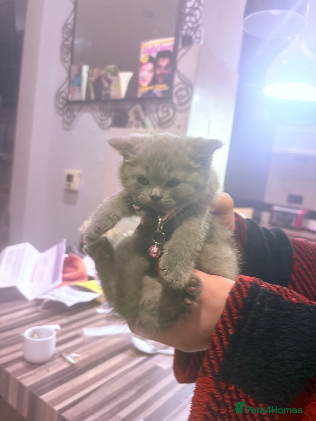 British Shorthair cats for sale: British Shorthair kittens  - Advert 13