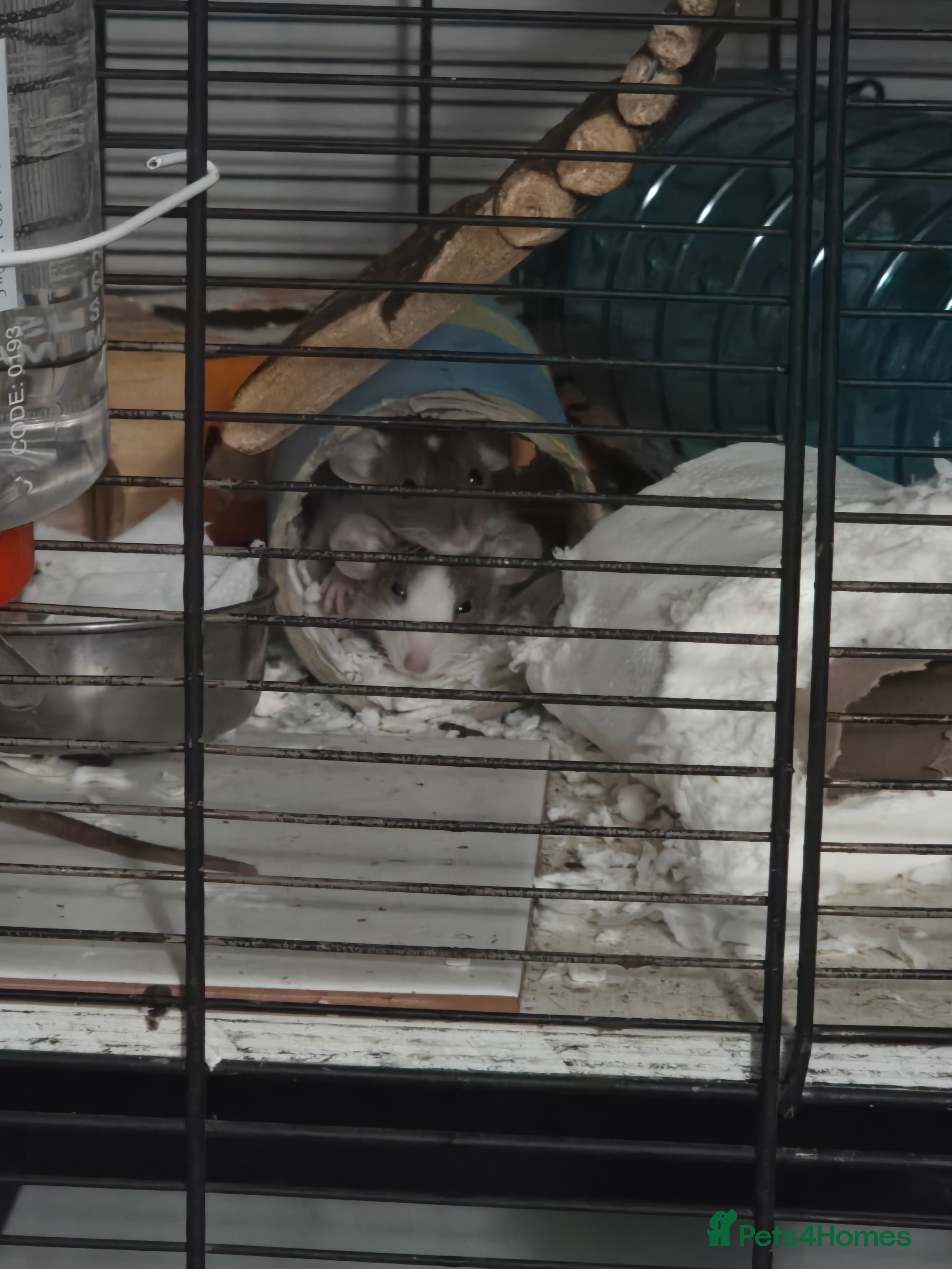 Rat rodents Dwarf Dumbo Baby Rats - Advert 13