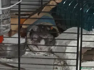 Rat rodents Dwarf Dumbo Baby Rats - Advert 13