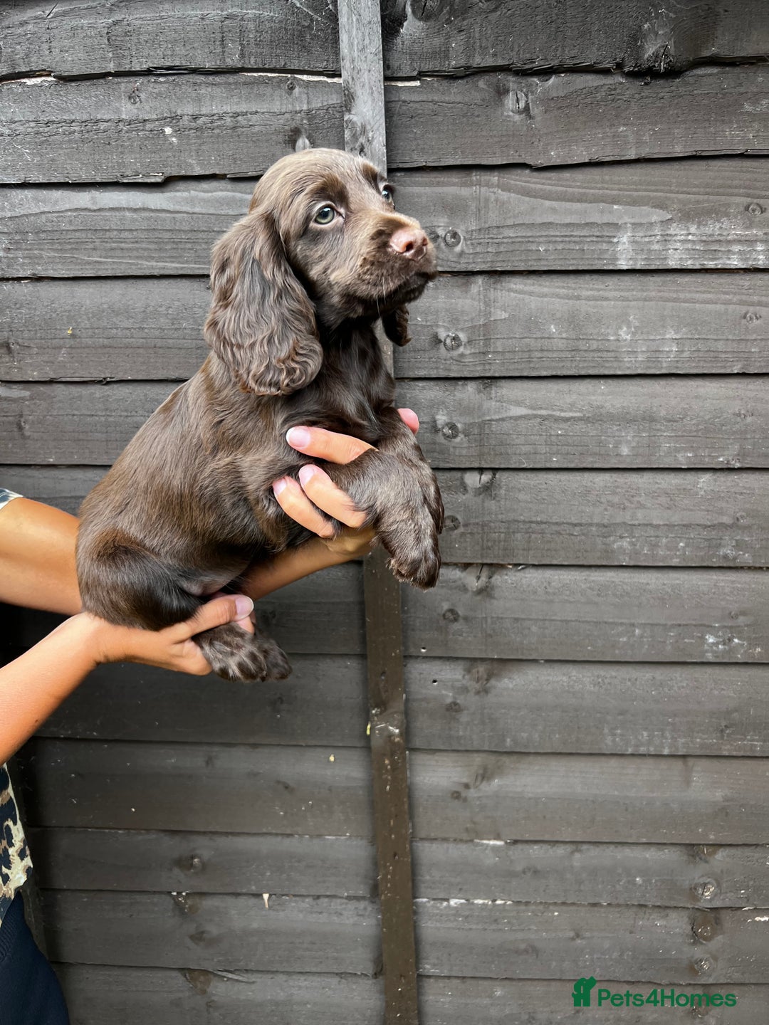 Cocker Spaniel dogs for sale: Cocker spaniel female puppies  - Image 16