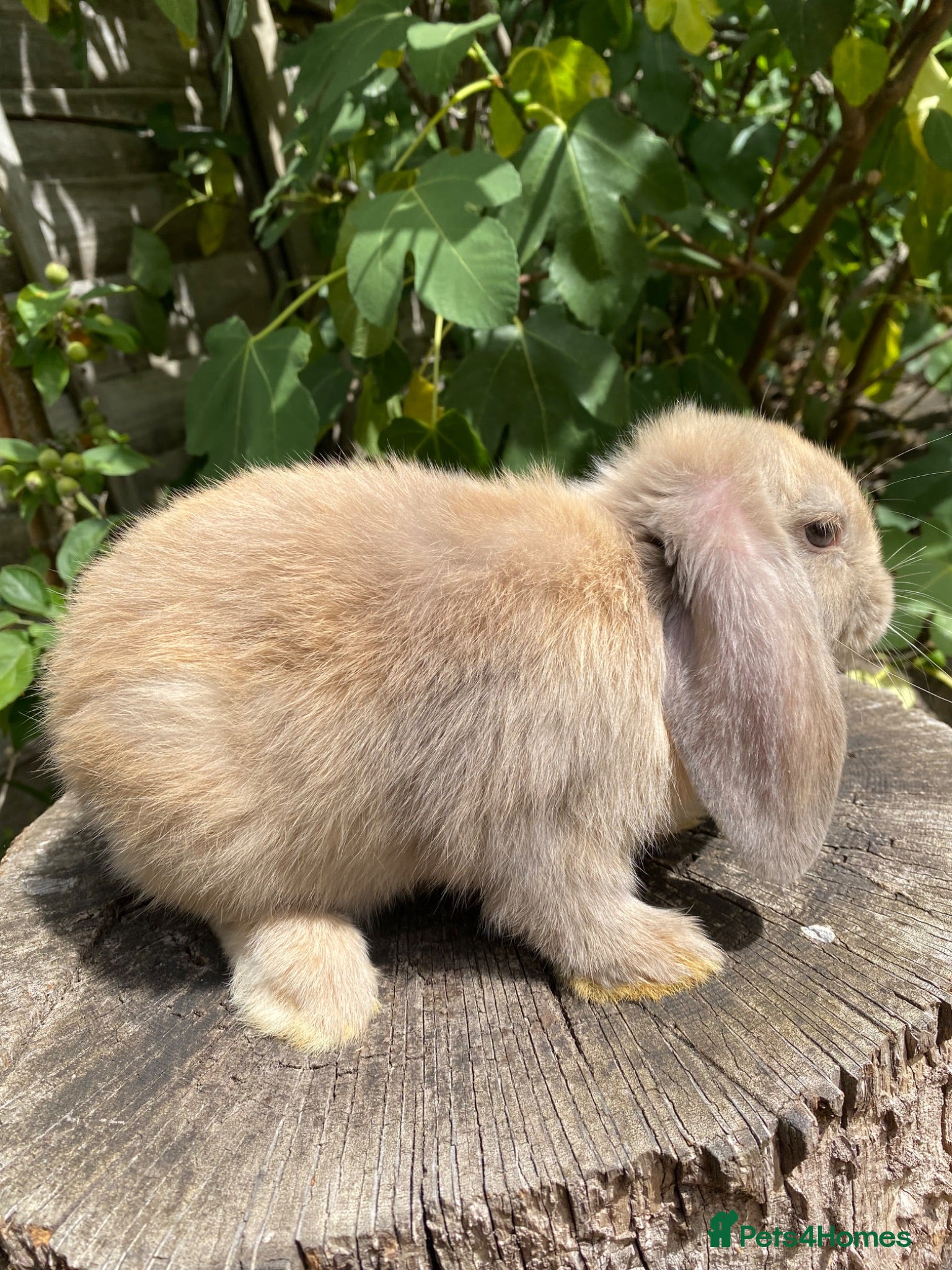 Mini Lop rabbits Super Friendly Mini Lop Bunnies - Advert 1