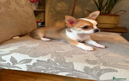 Chihuahua dogs for sale: Our beautiful Chihuahua puppies  - Image 9