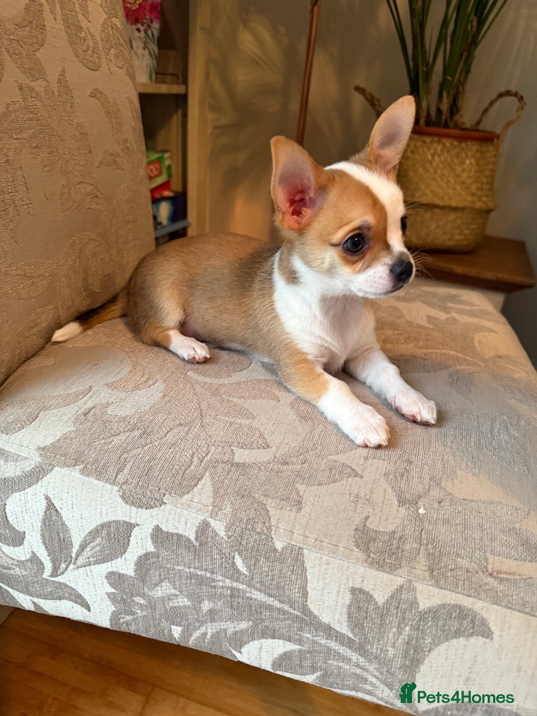 Chihuahua dogs for sale: Our beautiful Chihuahua puppies  - Image 9