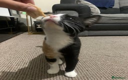 American Shorthair cats for sale: Loving cats for sale  - Image 5