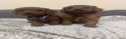 Cavapoo dogs for sale: Stunning F1 Toy Cavapoo Pups - Advert 24