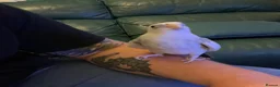 Cockatiels birds for sale: Archie needs his retirement home  in Preston - Advert 1