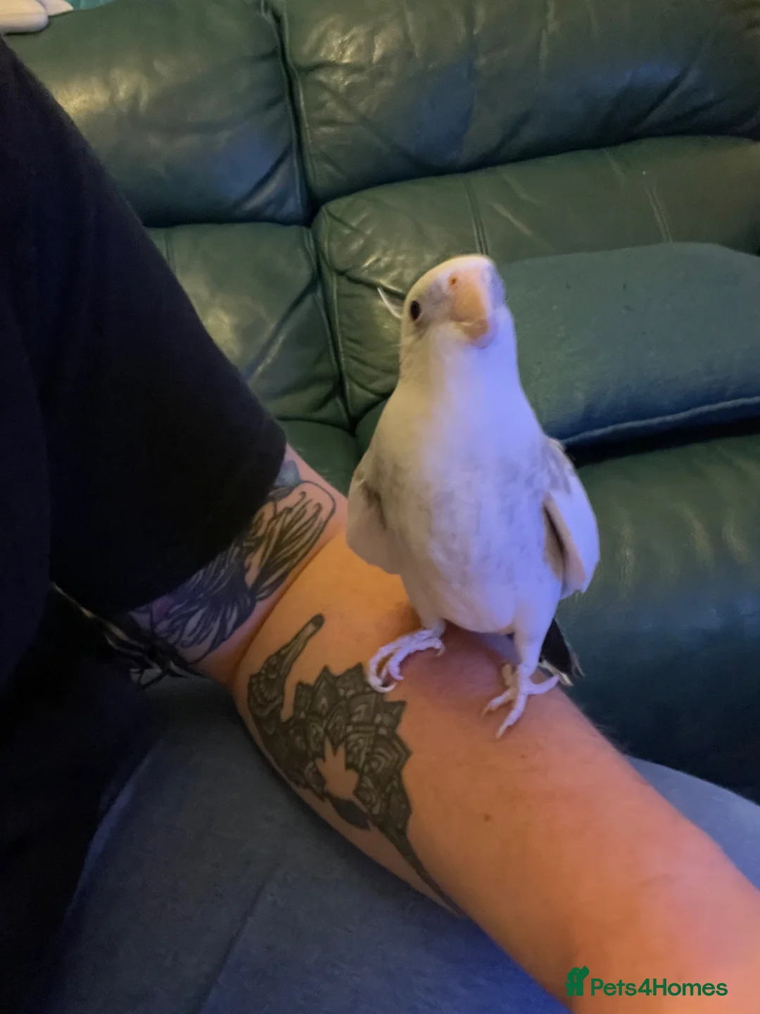 Cockatiels birds for sale: Archie needs his retirement home  in Preston - Advert 1