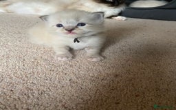 Ragdoll cats for sale: 6 ragdoll kittens  - Image 14