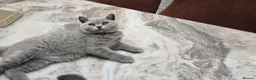 British Shorthair cats for sale: Fully Vaccinated Adorable Gorgeous BSH kittens - Advert 16