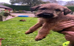 Irish Terrier dogs for sale: BEAUTIFUL KCREGISTERED, CHAMPION, IRISH TERRIERS - Image 2
