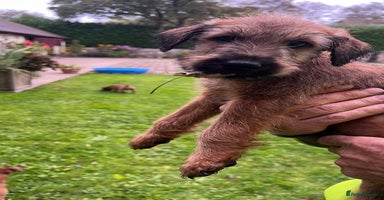 Irish Terrier dogs - Advert 15