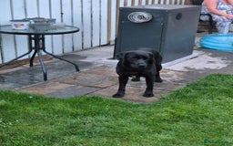 Springador dogs for sale: Labrador  - Image 3
