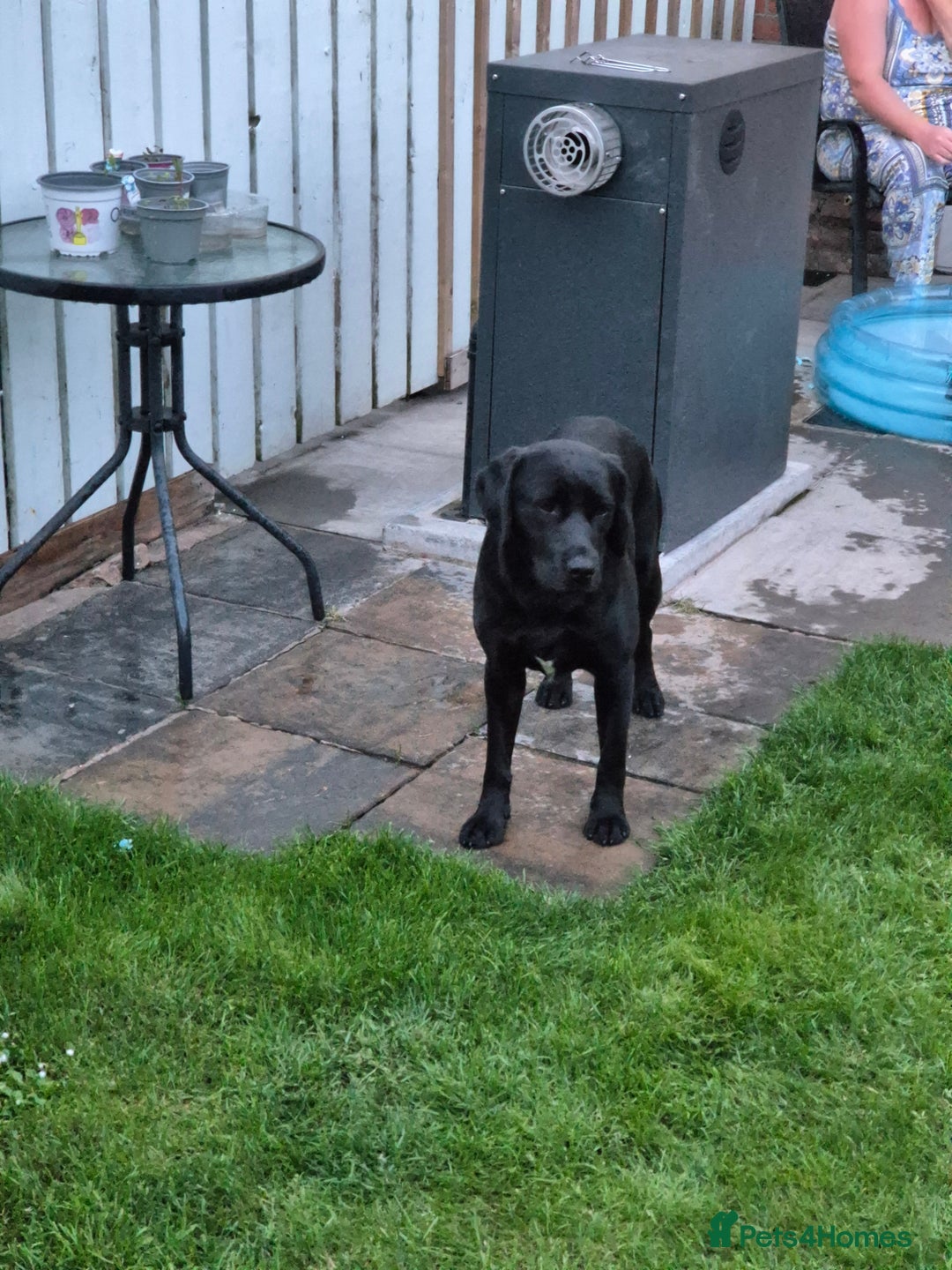 Springador dogs for sale: Labrador  - Image 3