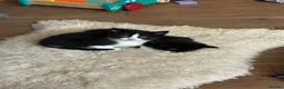 Mixed Breed cats for sale: Gorgeous Cuddley Kittens - Advert 10