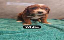 Irish Doodle dogs for sale: Irish red and white doodle puppies  - Image 8