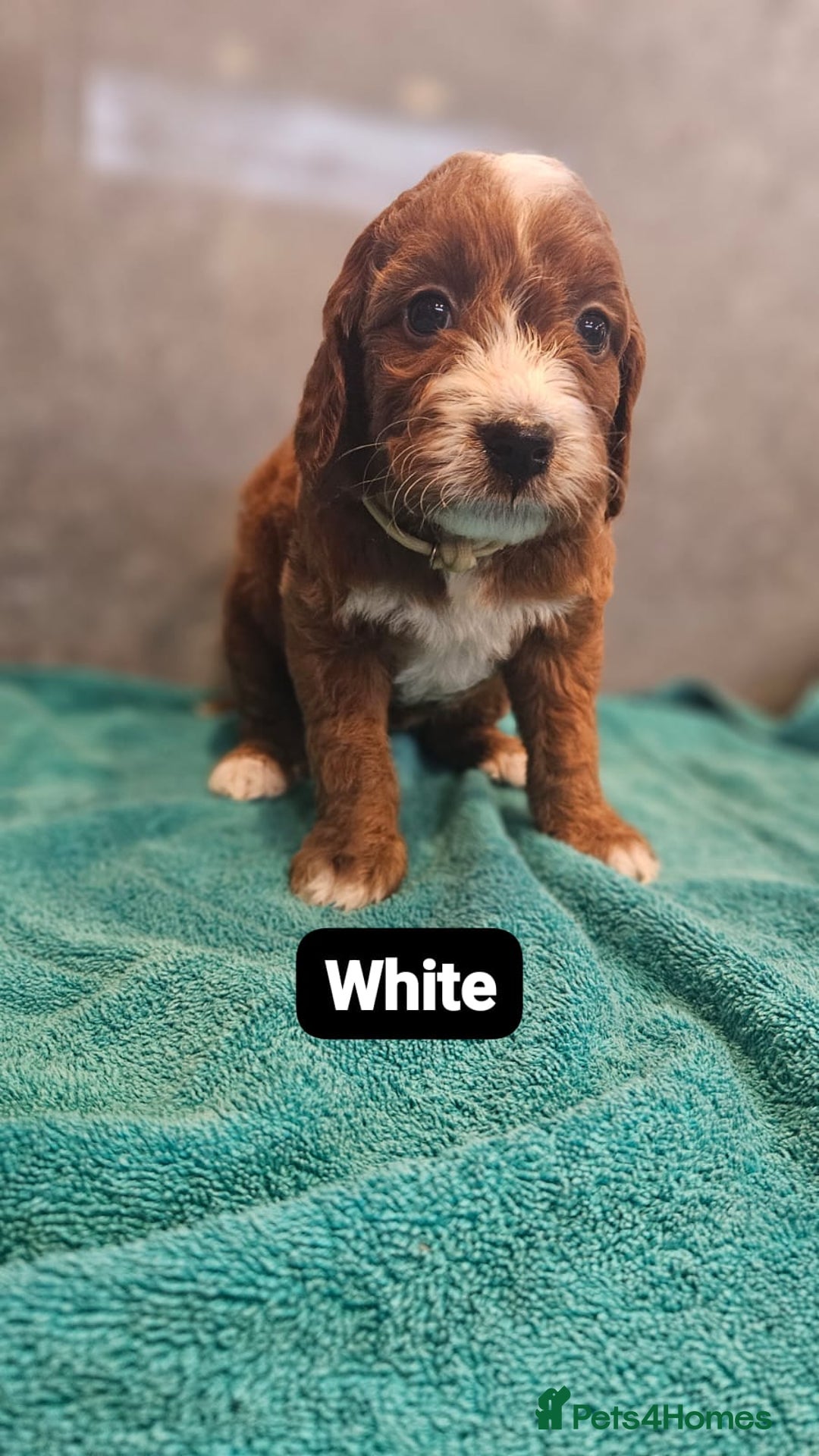 Irish Doodle dogs for sale: Irish red and white doodle puppies  - Image 8
