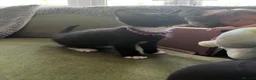 Mixed Breed cats for sale: Tuxedo kittens - 1 male 1 female  - Advert 4