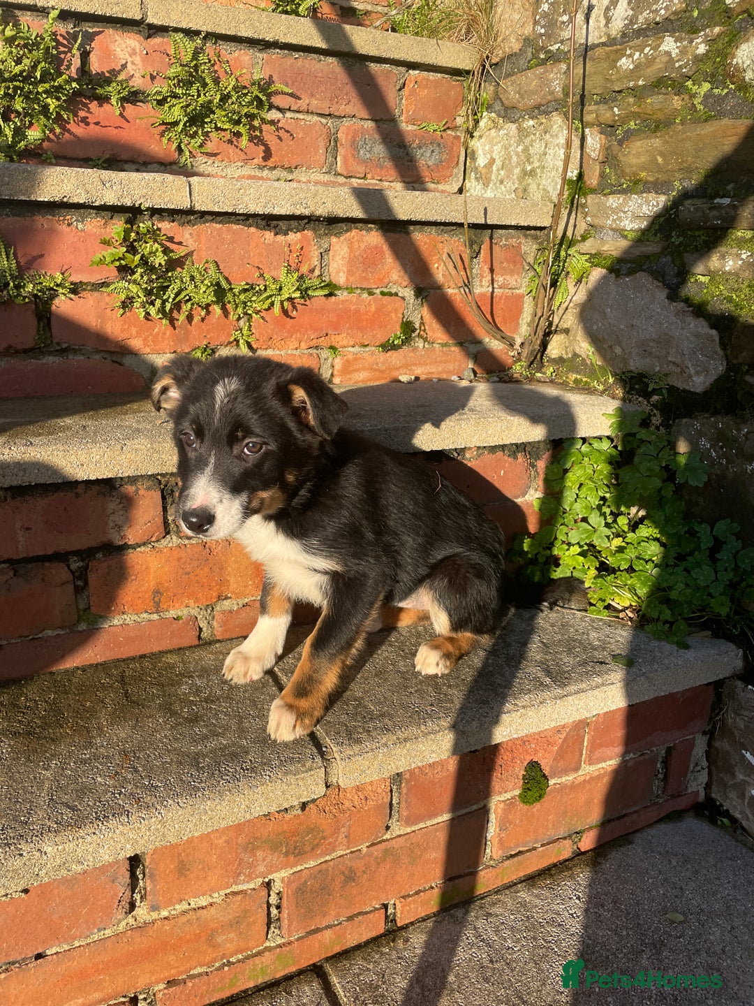Border Collie dogs for sale: 3 Beautiful Sheepdog Puppies - Advert 9