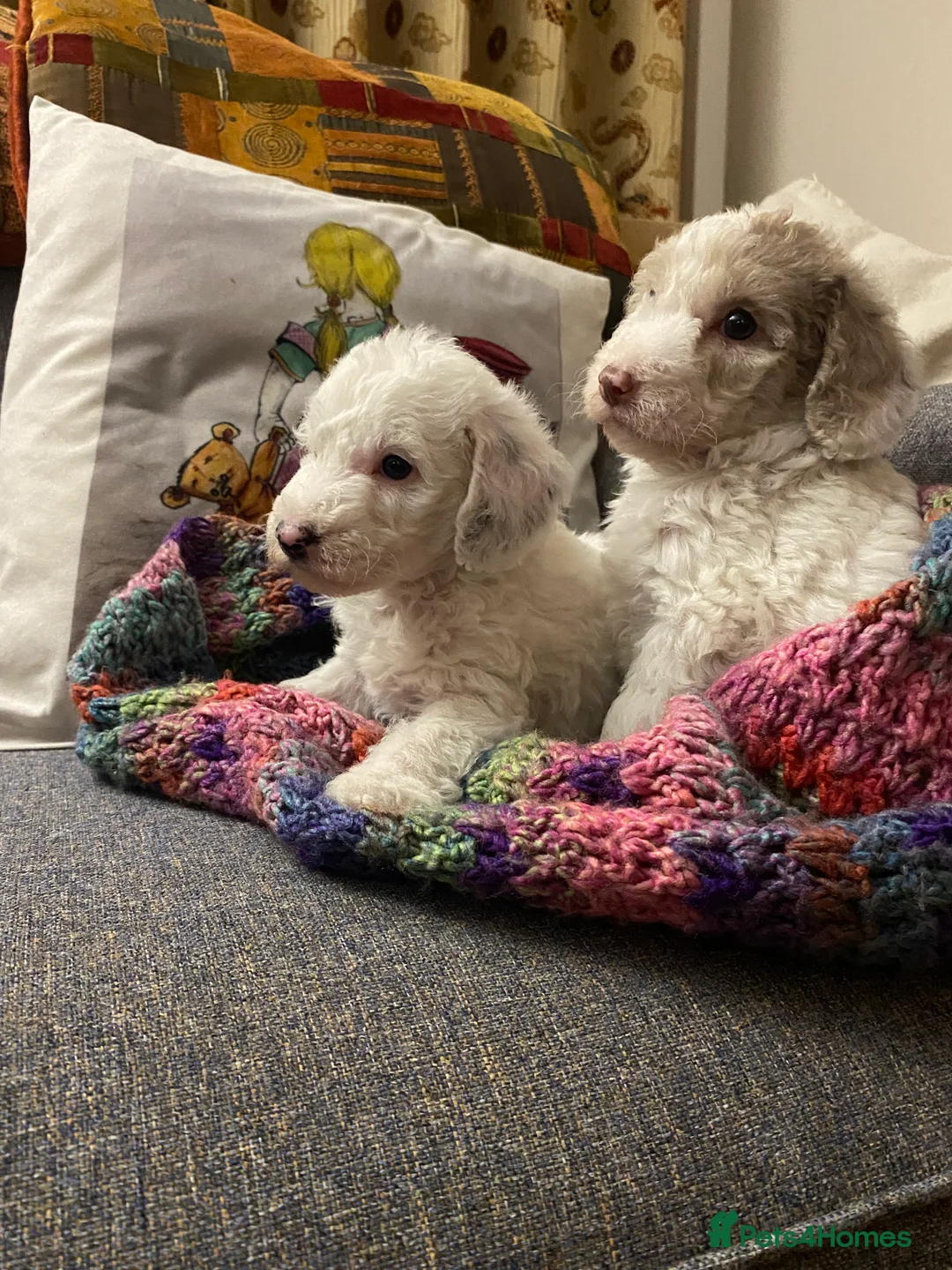 Mixed Breed dogs for sale: Australian Labradoodle Puppies - Advert 14