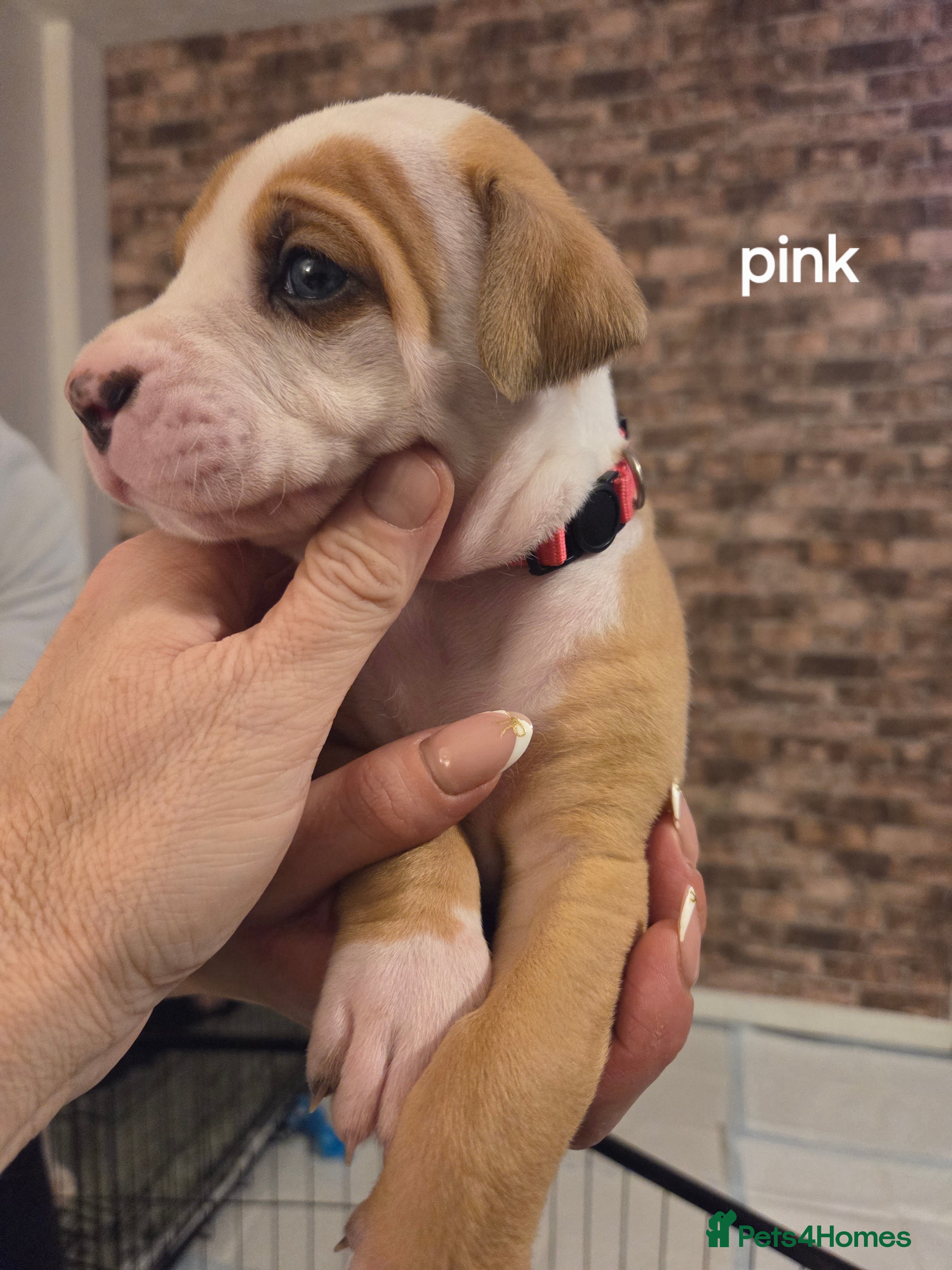 American Bulldog dogs 6 left now American Bulldogs puppies  - Advert 3