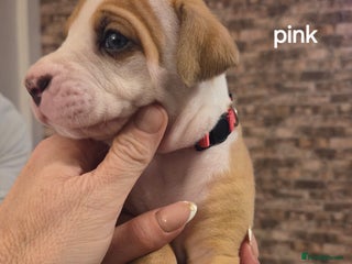 American Bulldog dogs 6 left now American Bulldogs puppies - Advert 3