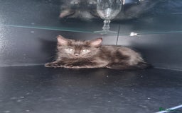 Ragdoll cats for sale: Ragdoll X Bengal - Image 2